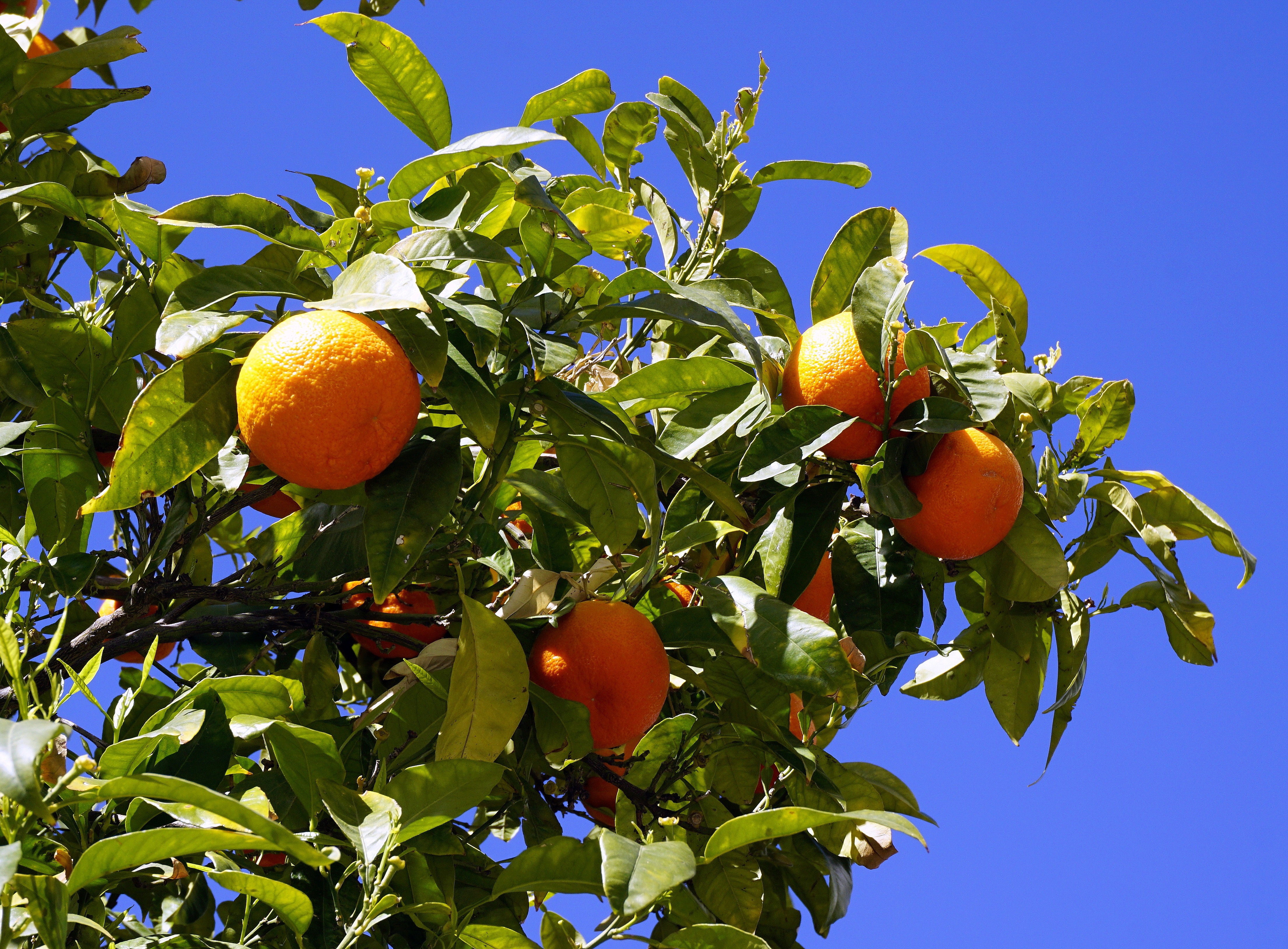 Five Hidden Reasons Behind The Wild Orange Tree The Wild Orange Tree Five Hidden Reasons Behind The Wild Orange Tree The Wild Orange Tree