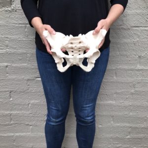 Female pelvis and hips
